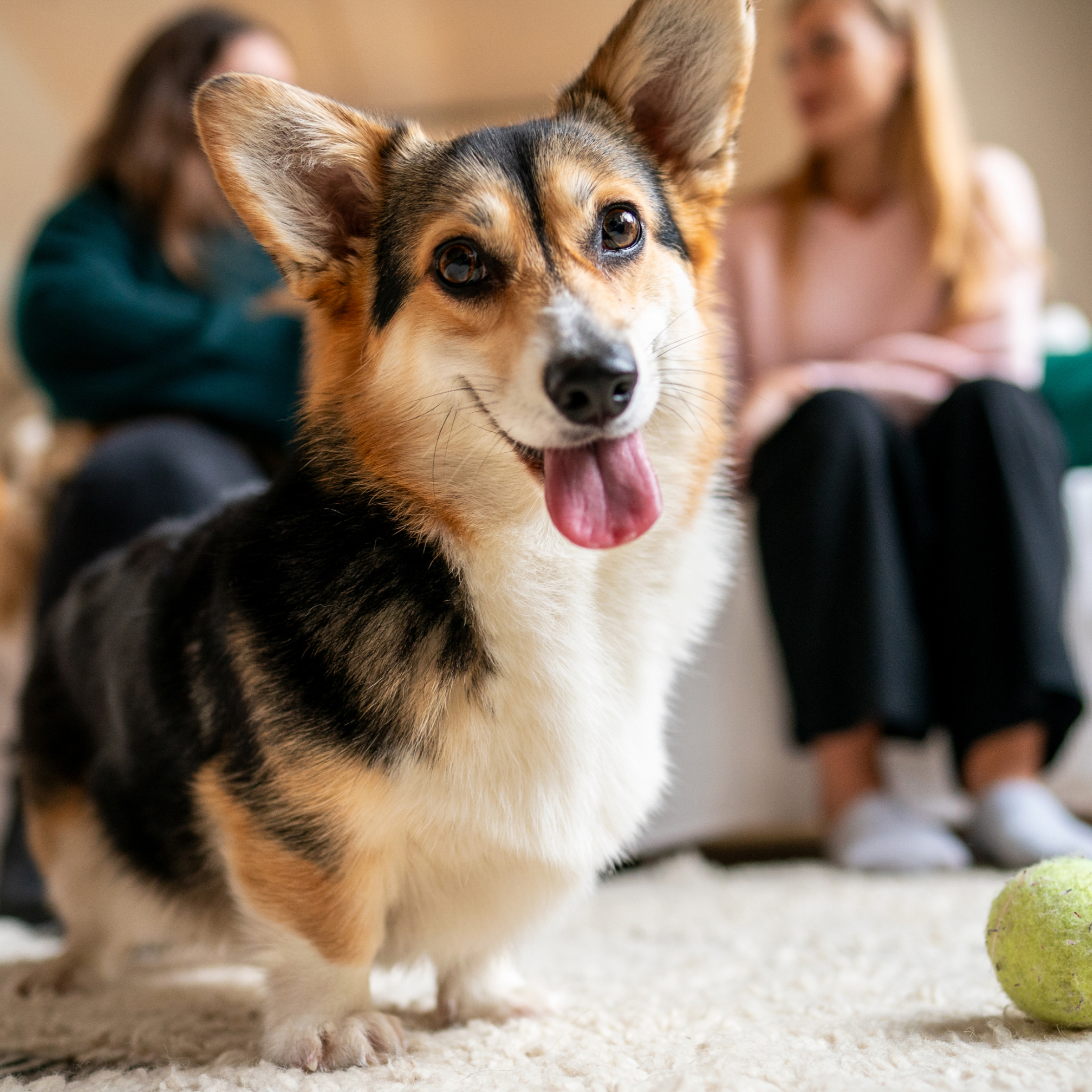Rover.com ChatGPT ad — Rover - Trusted Pet Sitters