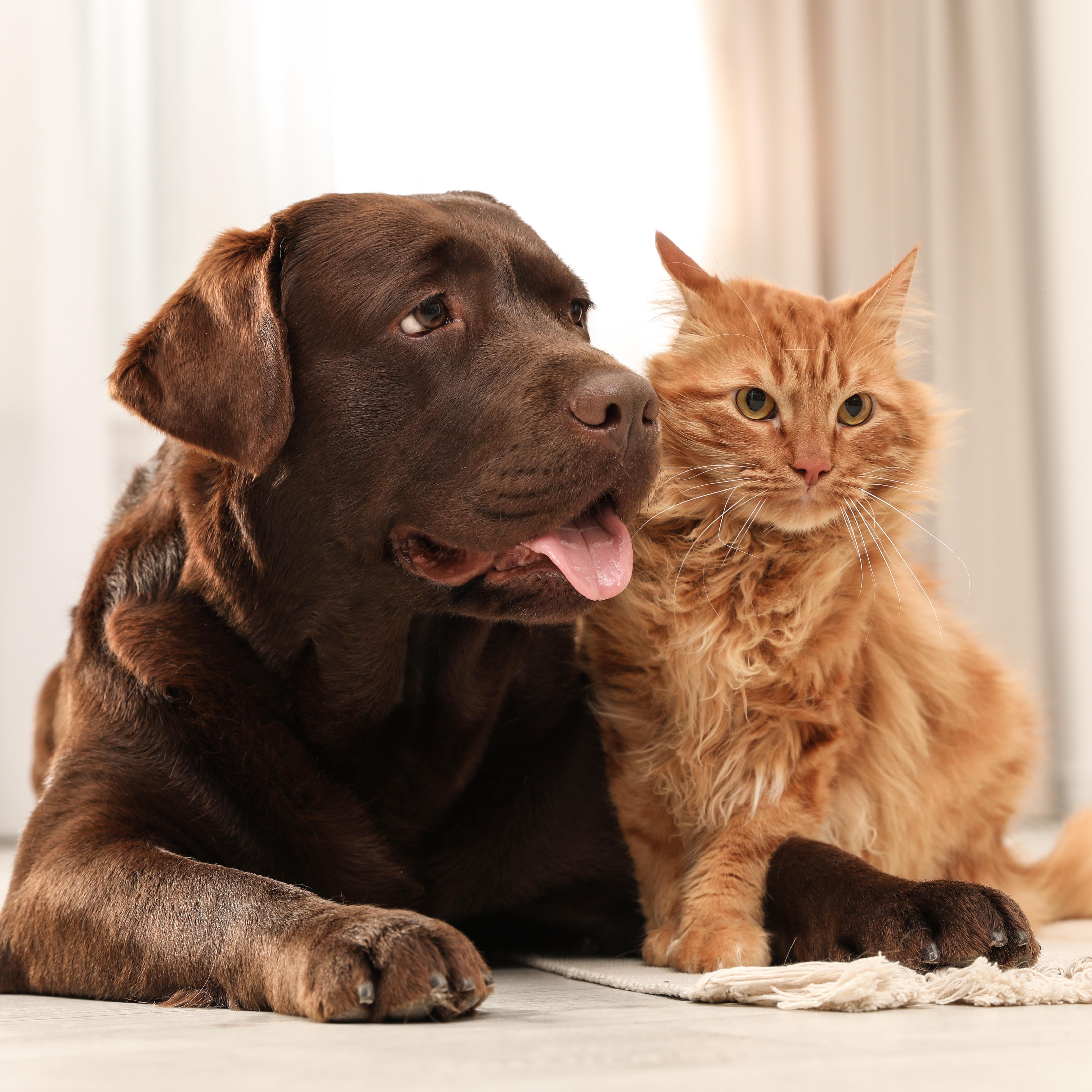 Forbes ChatGPT ad — Find Better Pet Coverage
