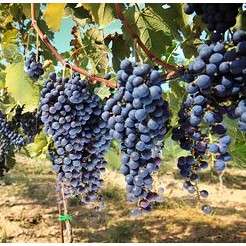 viator.com ChatGPT ad — Chianti Tours from Florence