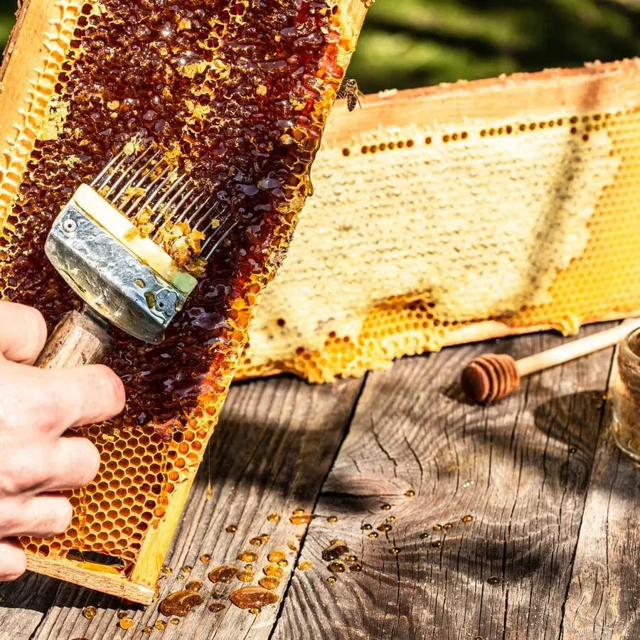 Civitatis ChatGPT ad — Bee Farm Visit & Honey Tasting in Beekeeping Supplies & Apiary Equipment