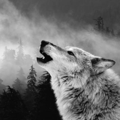wolfSSL Inc. ChatGPT ad — Get FIPS 140-3 enabled in 90 days