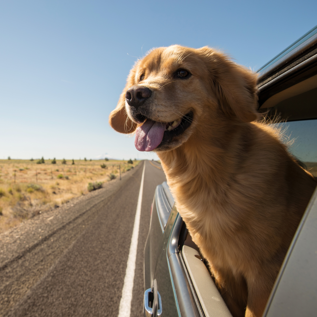 CitizenShipper LLC ChatGPT ad — Need Safe Pet Transport?
