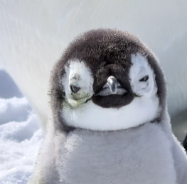 SmartVision Limited Company ChatGPT ad — Exclusive 50% Off Antarctica & Arctic Trips