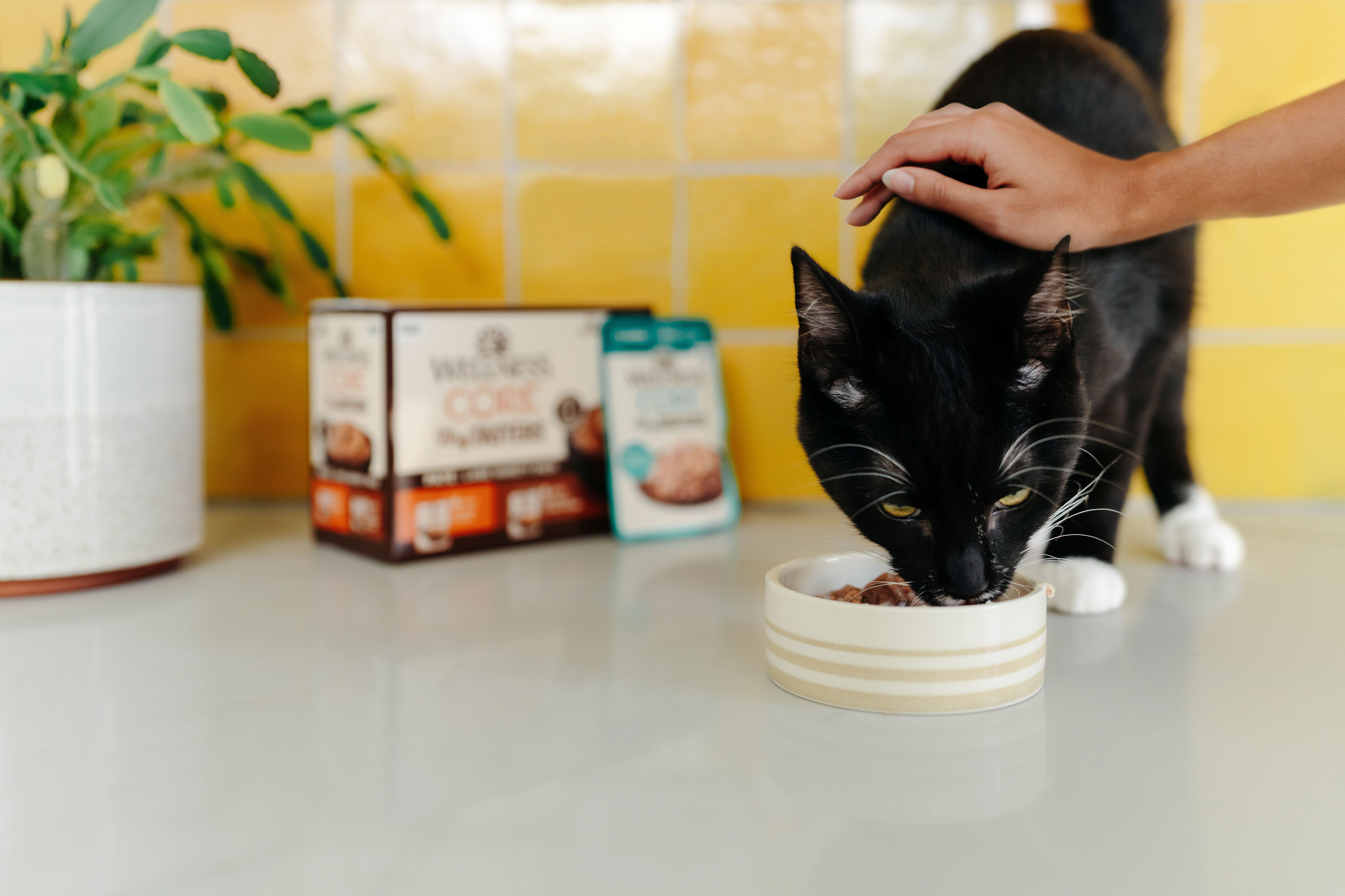 Wellness Pet ChatGPT ad — Shop Wellness Wet Cat Food