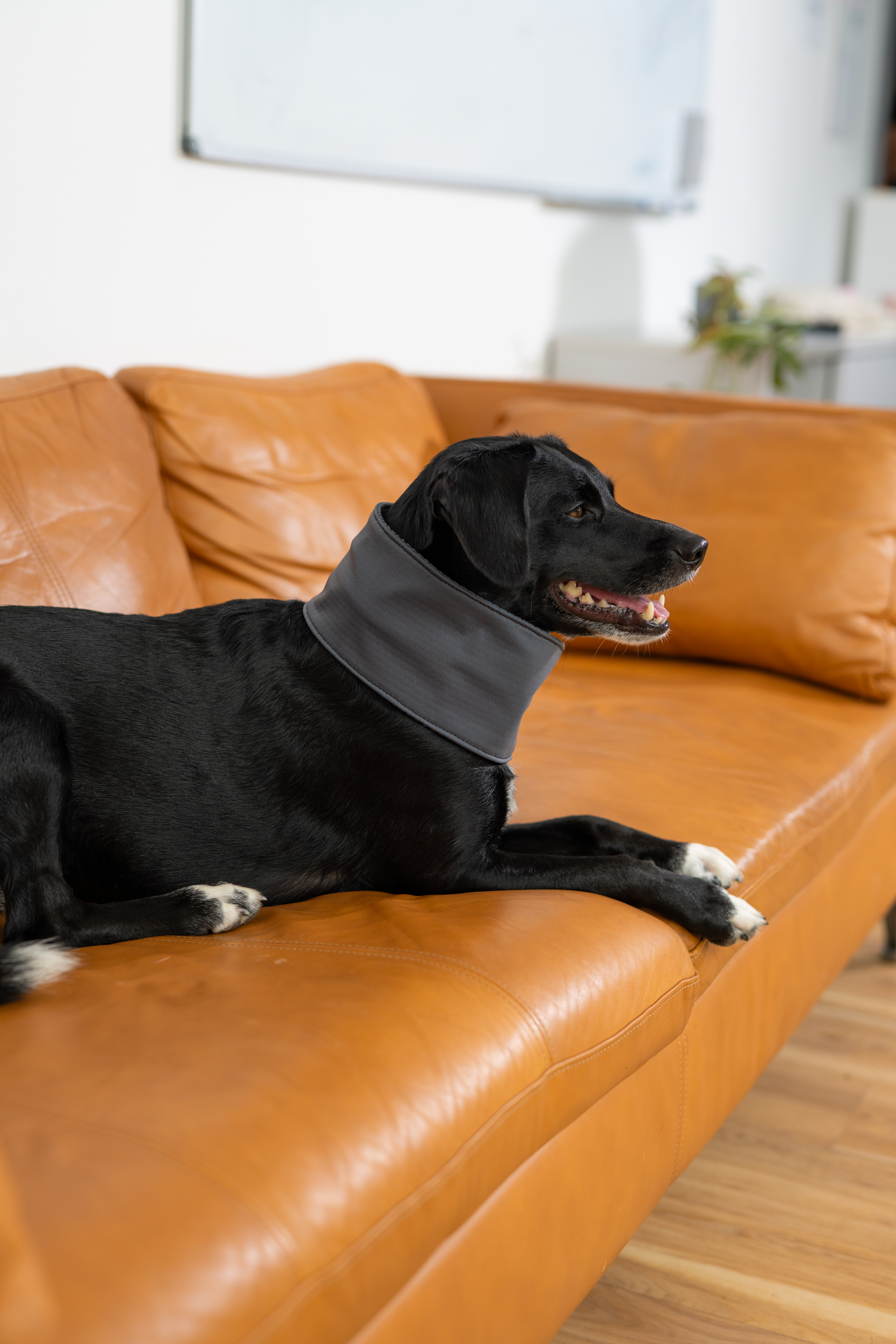 MDCN TECH doo LLC ChatGPT ad — PetsPEMF – Pet Recovery, Mobility & Wellness