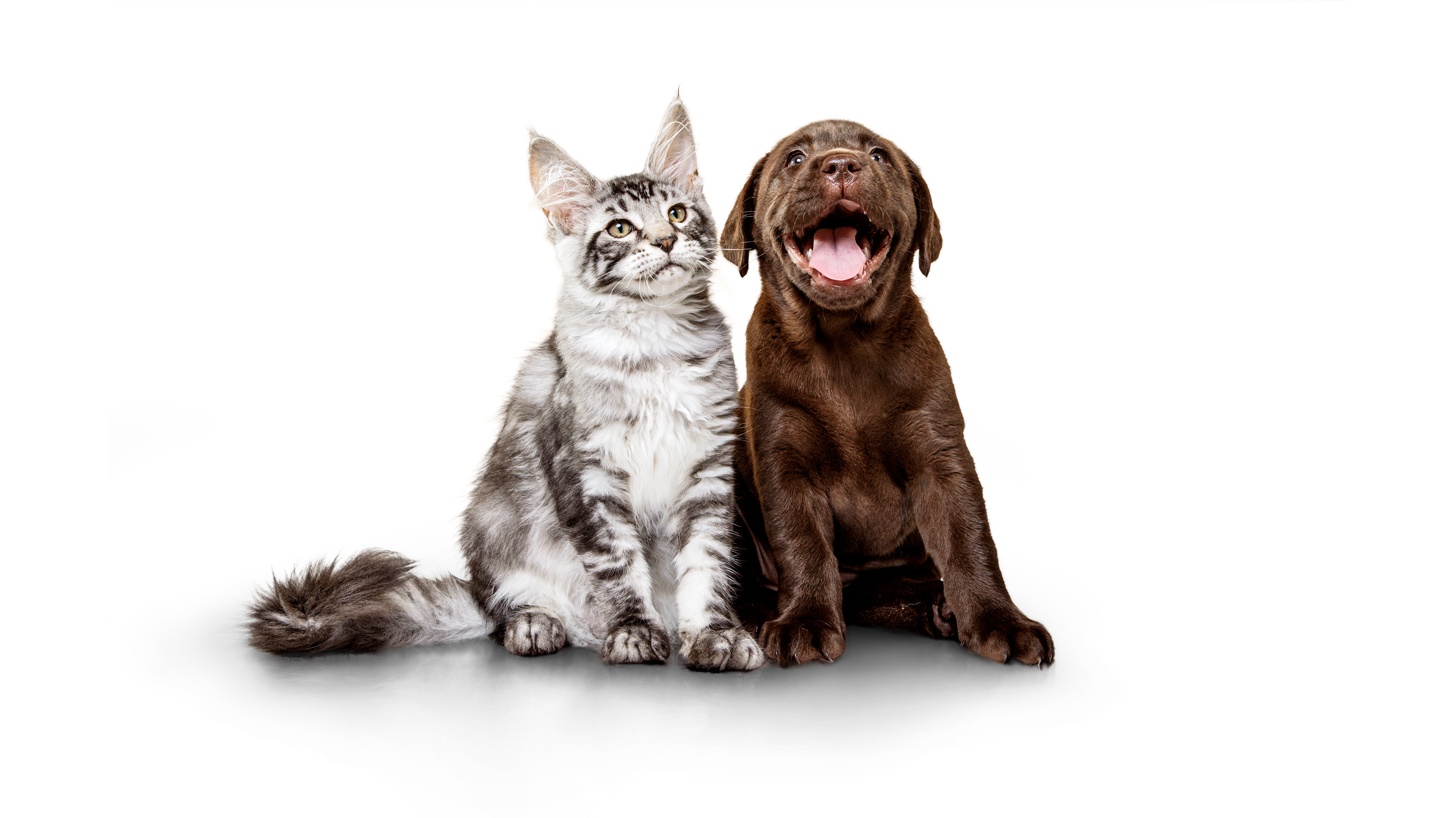 Fetch Pet Insurance ChatGPT ad — Up to 90% of vet bills covered