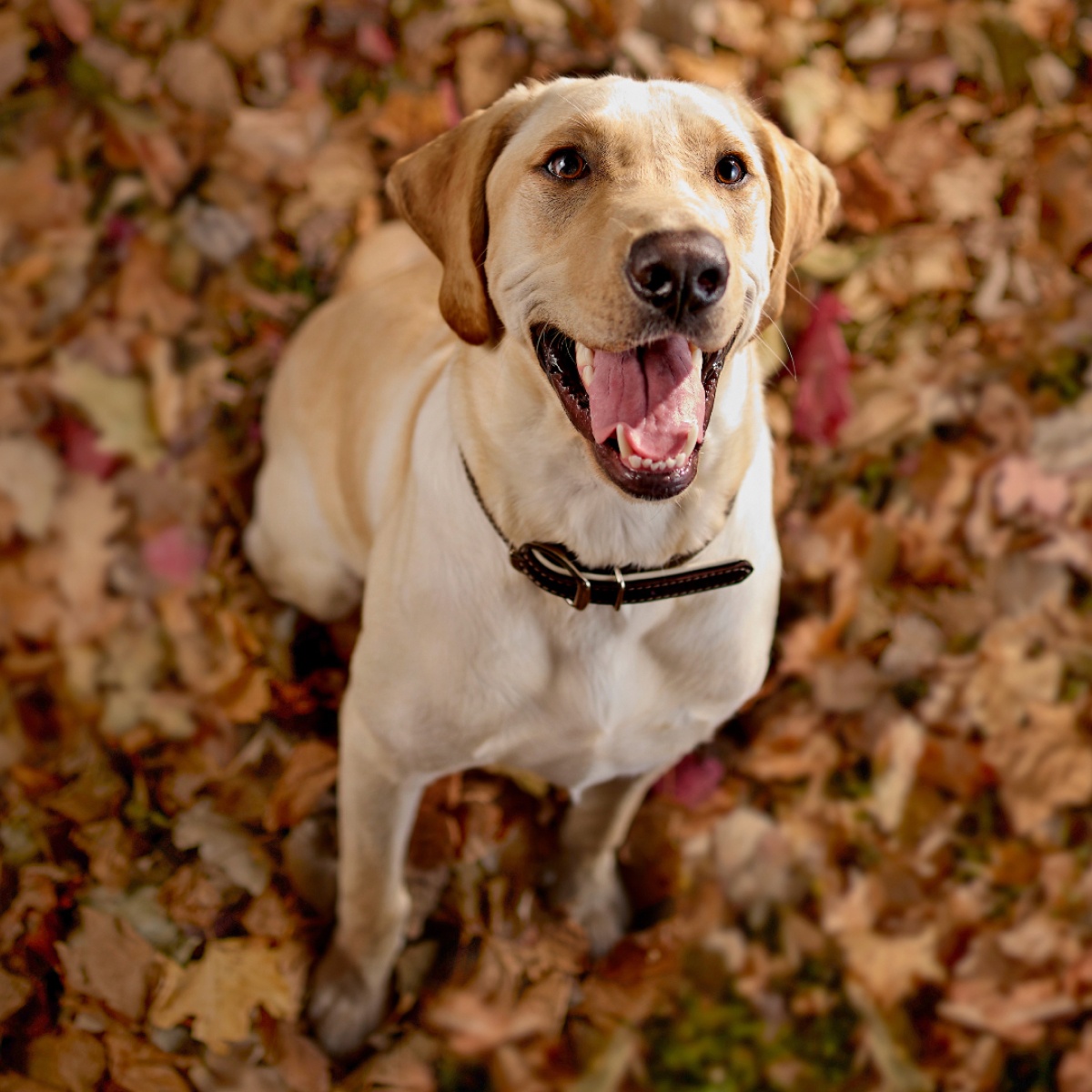 Chewy ChatGPT ad — Heartworm Prevention