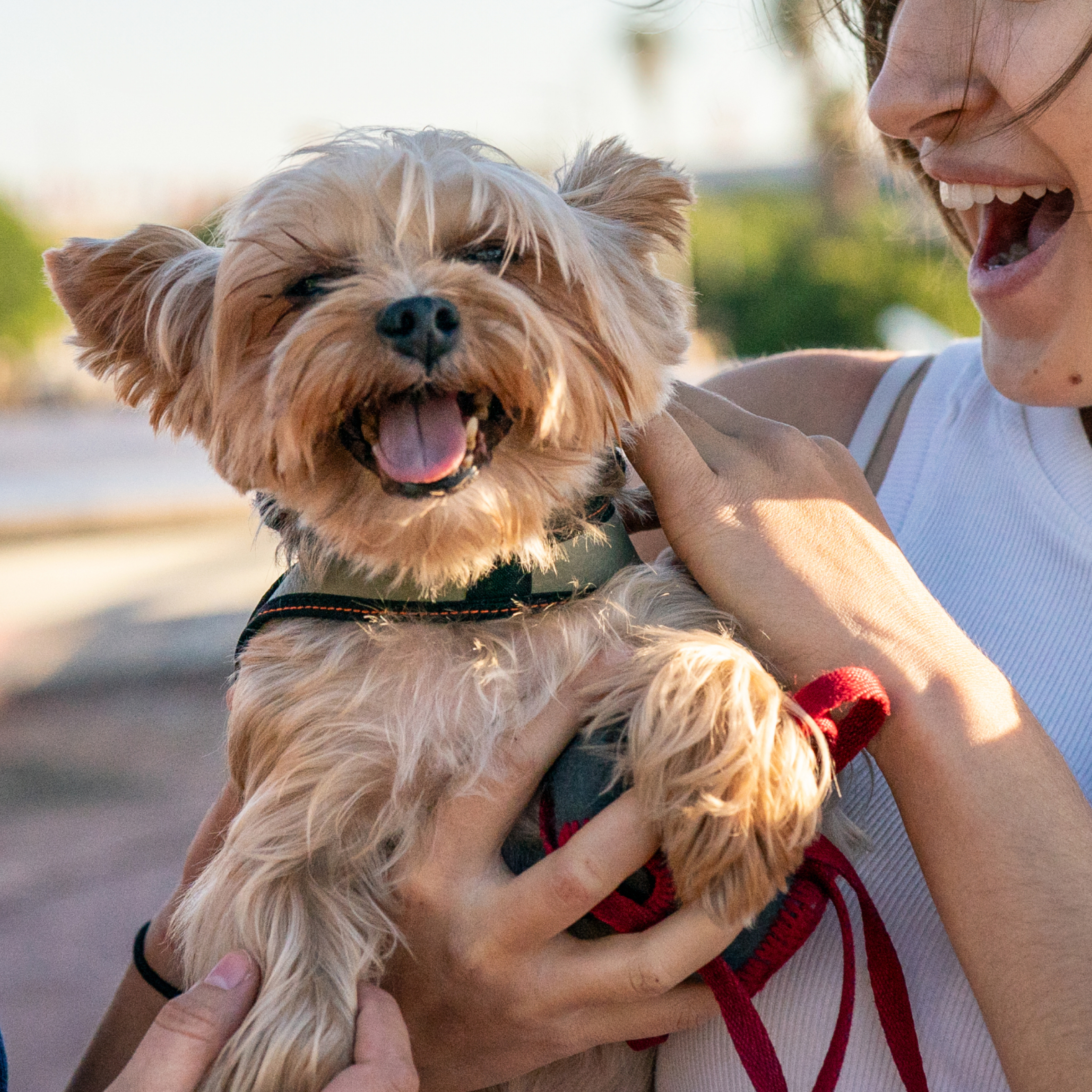 Rover.com ChatGPT ad — Best Local Dog Sitters