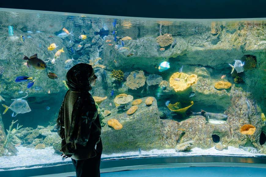 Fish Tanks Direct ChatGPT ad — Freshwater & Saltwater Aquariums | Fish Tanks
