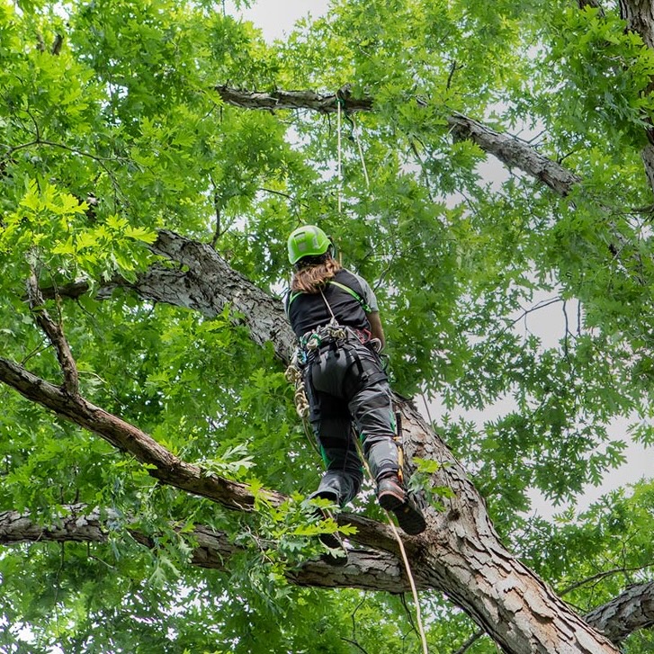 Sherrilltree ChatGPT ad — Climbing Gear