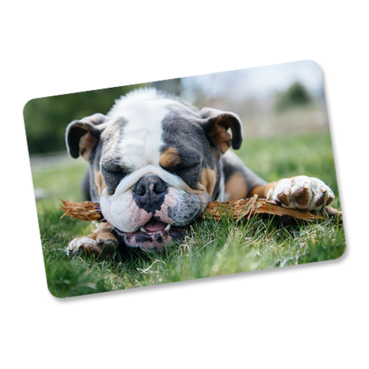 Snapfish ChatGPT ad — Custom Pet Gifts
