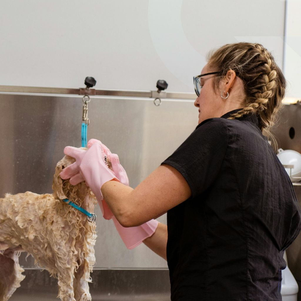QC Pet Studies ChatGPT ad — Learn Dog Grooming Online