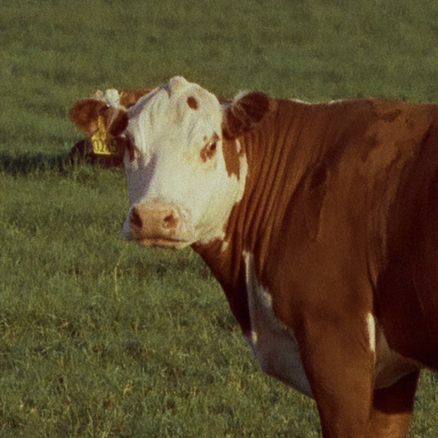Ambrook ChatGPT ad — Value herd & inventory