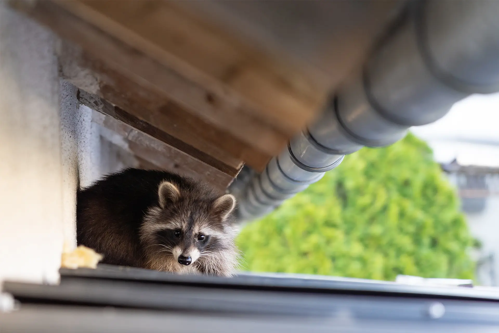 Critter One LLC ChatGPT ad — Stop Animals Getting Back In