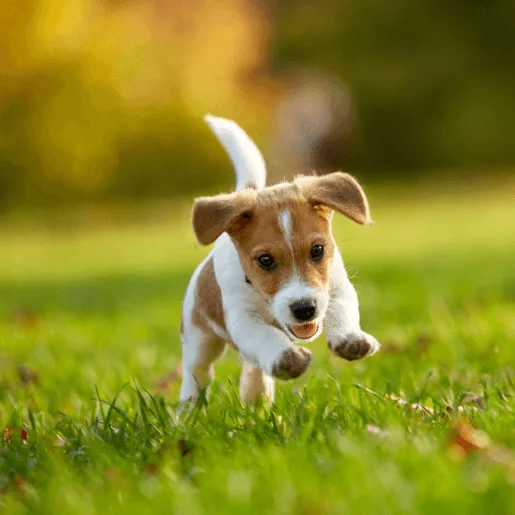 BestMoney ChatGPT ad — Best Pet Insurance for Puppies 2026