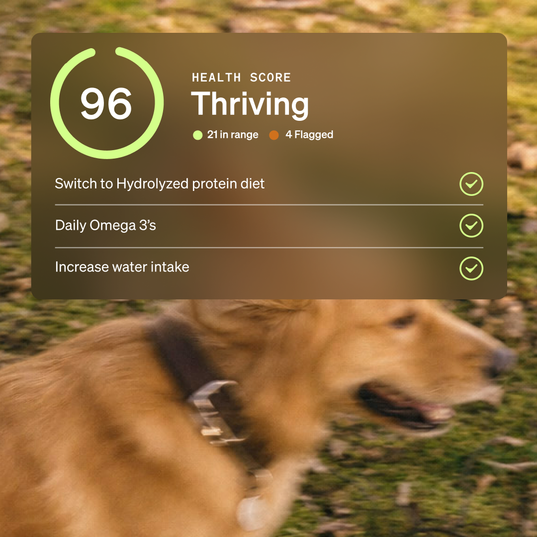 Wonder Dog Health, Inc. ChatGPT ad — See the whole picture