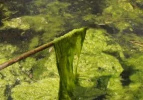 lakerestoration.com ChatGPT ad — Mizzen Algaecide