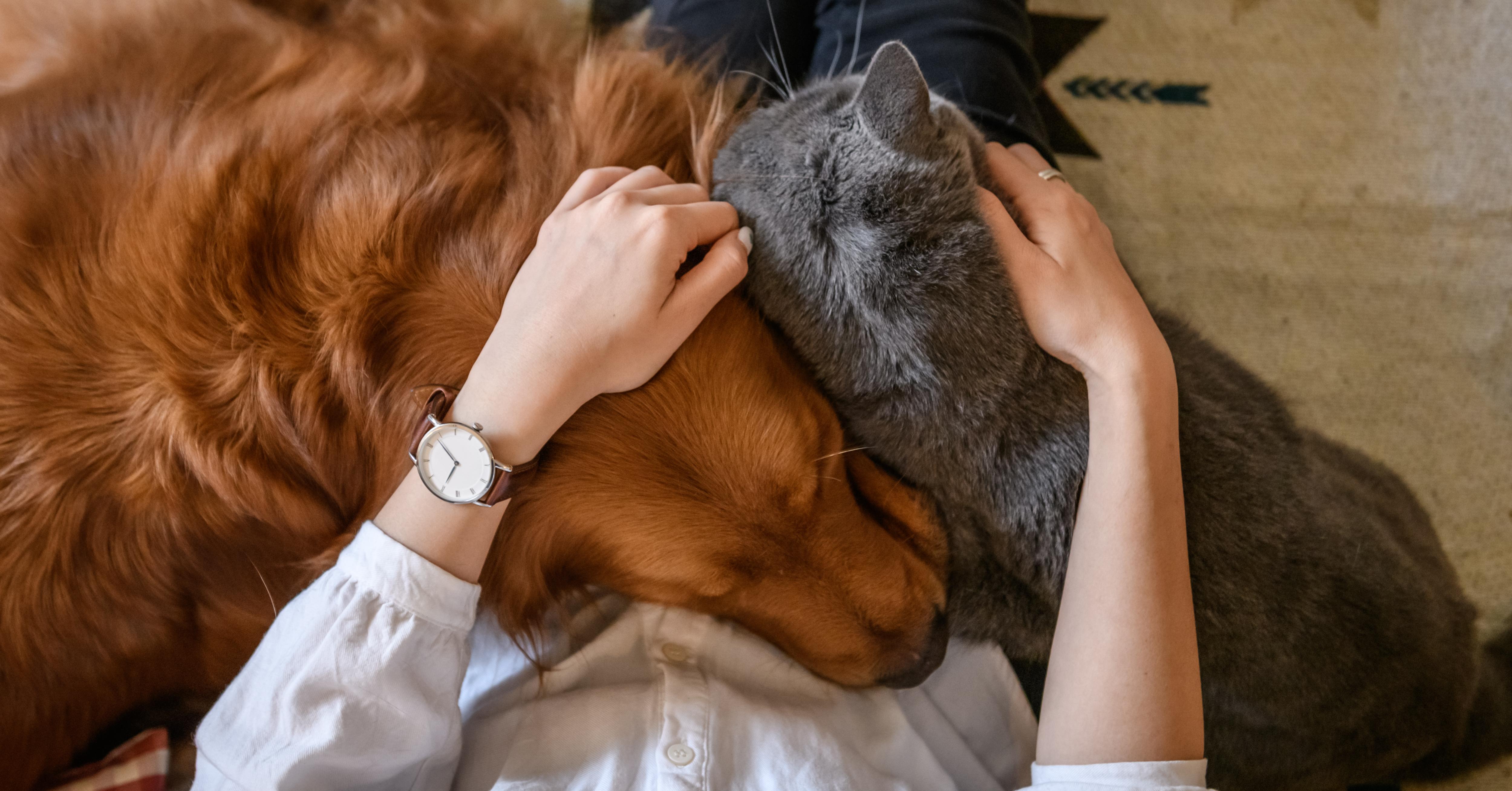 BestMoney ChatGPT ad — Best Pet Insurance 2026