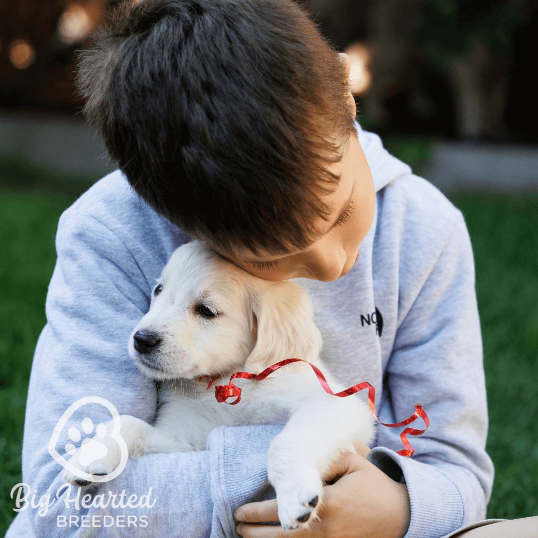 Big Hearted Breeders ChatGPT ad — Emotional Support Mini Golden Retrievers