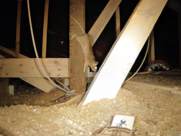 Critter Stop ChatGPT ad — OKC Rat Removal Experts