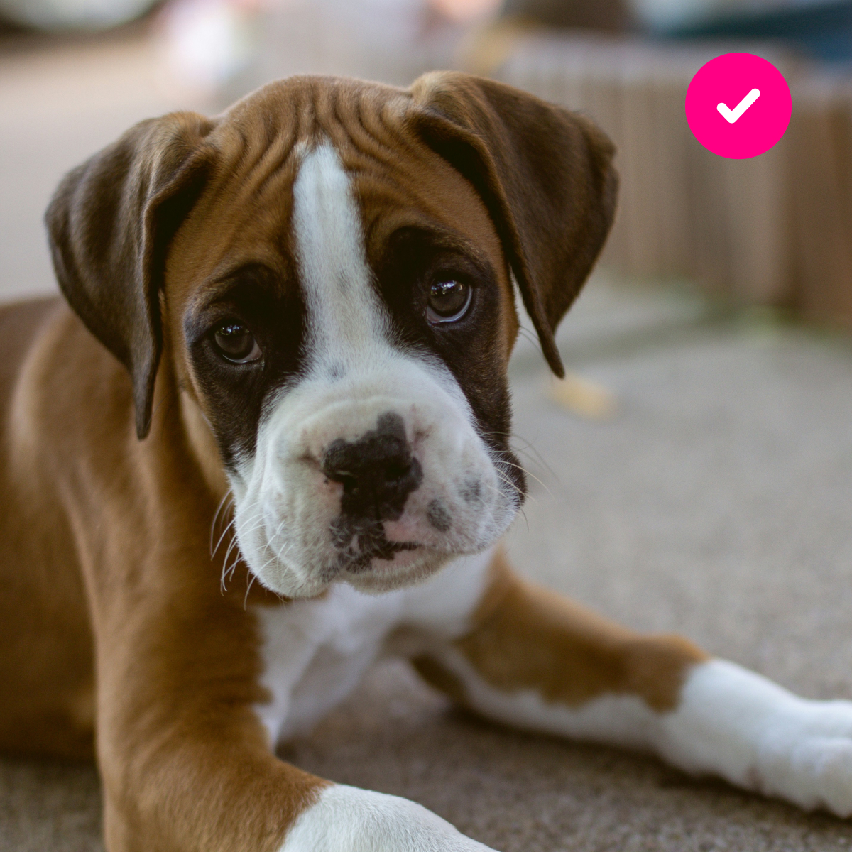 Lemonade ChatGPT ad — Help With Dog Vet Bills