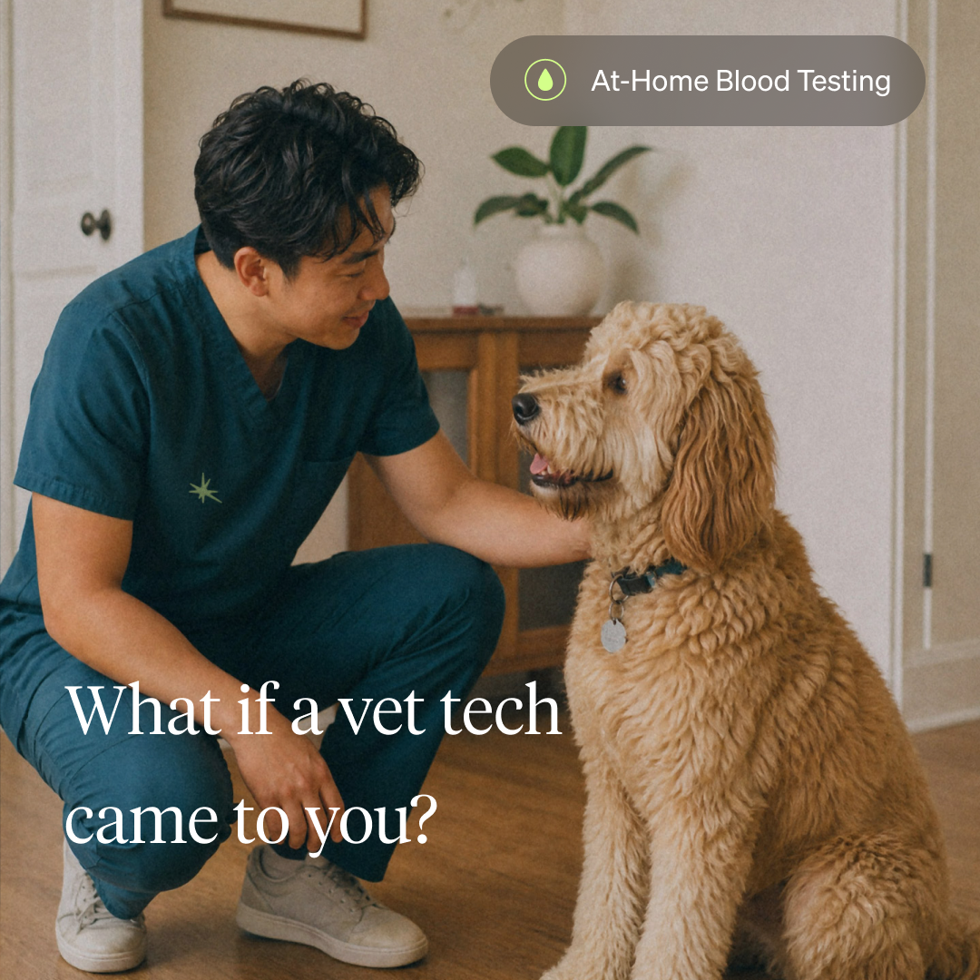 Wonder Dog Health, Inc. ChatGPT ad — At-home dog blood test