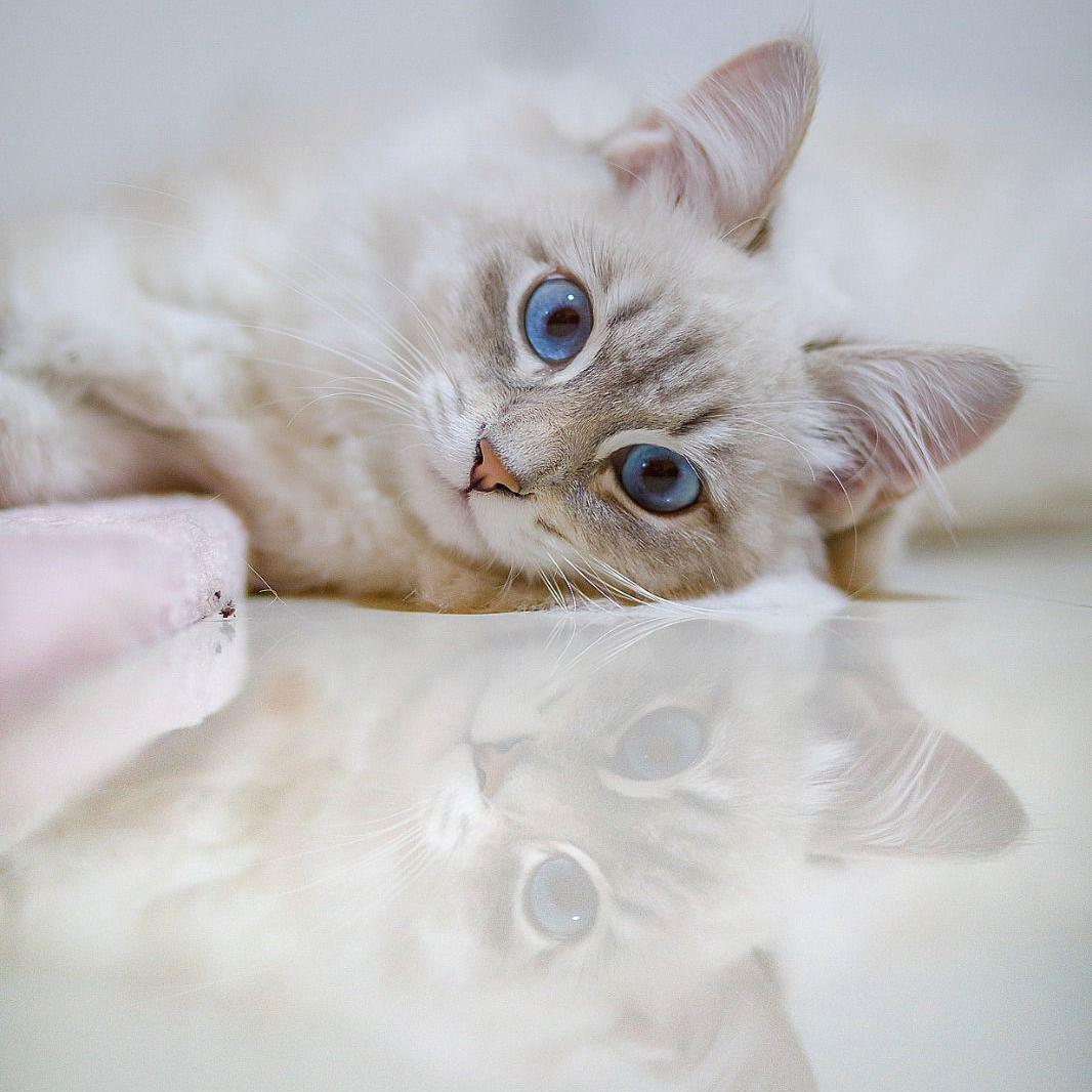 BestMoney ChatGPT ad — Best Cat Insurance 2026