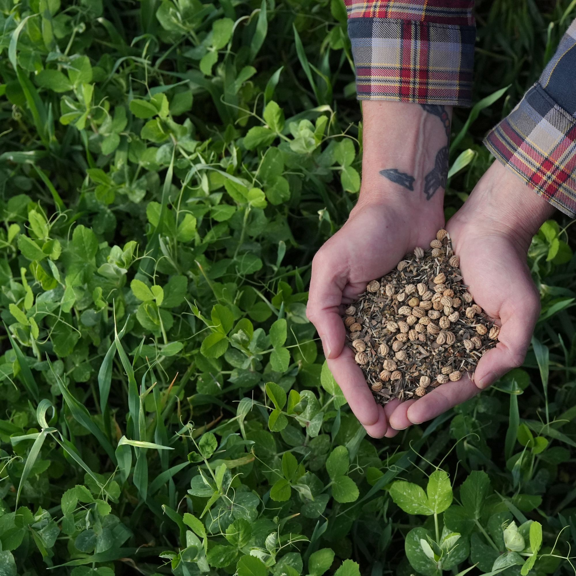 True Leaf, LLC. ChatGPT ad — Trusted Cover Crop Seeds Since 1974