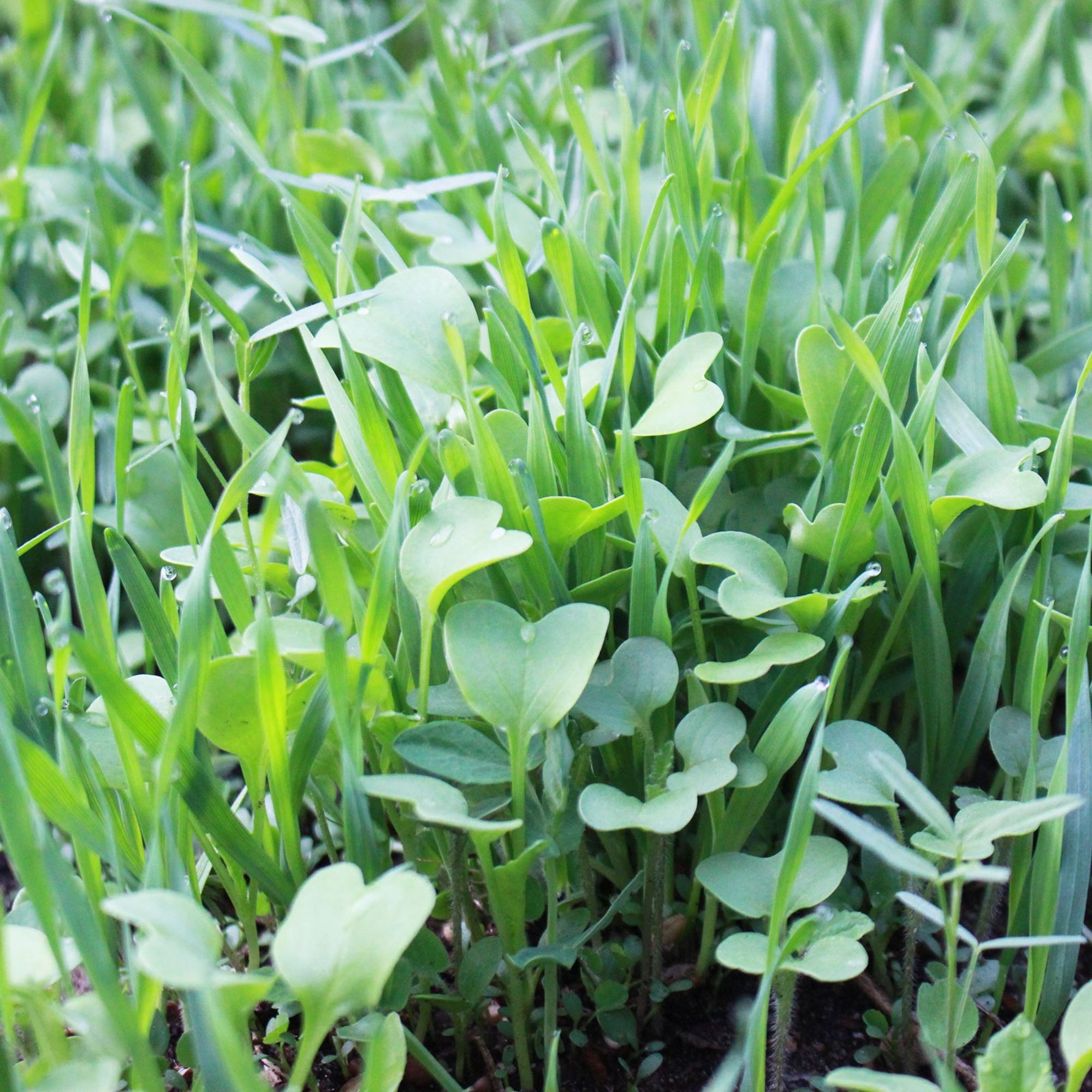 True Leaf, LLC. ChatGPT ad — Cover Crops for Home Gardens & Pro Growers