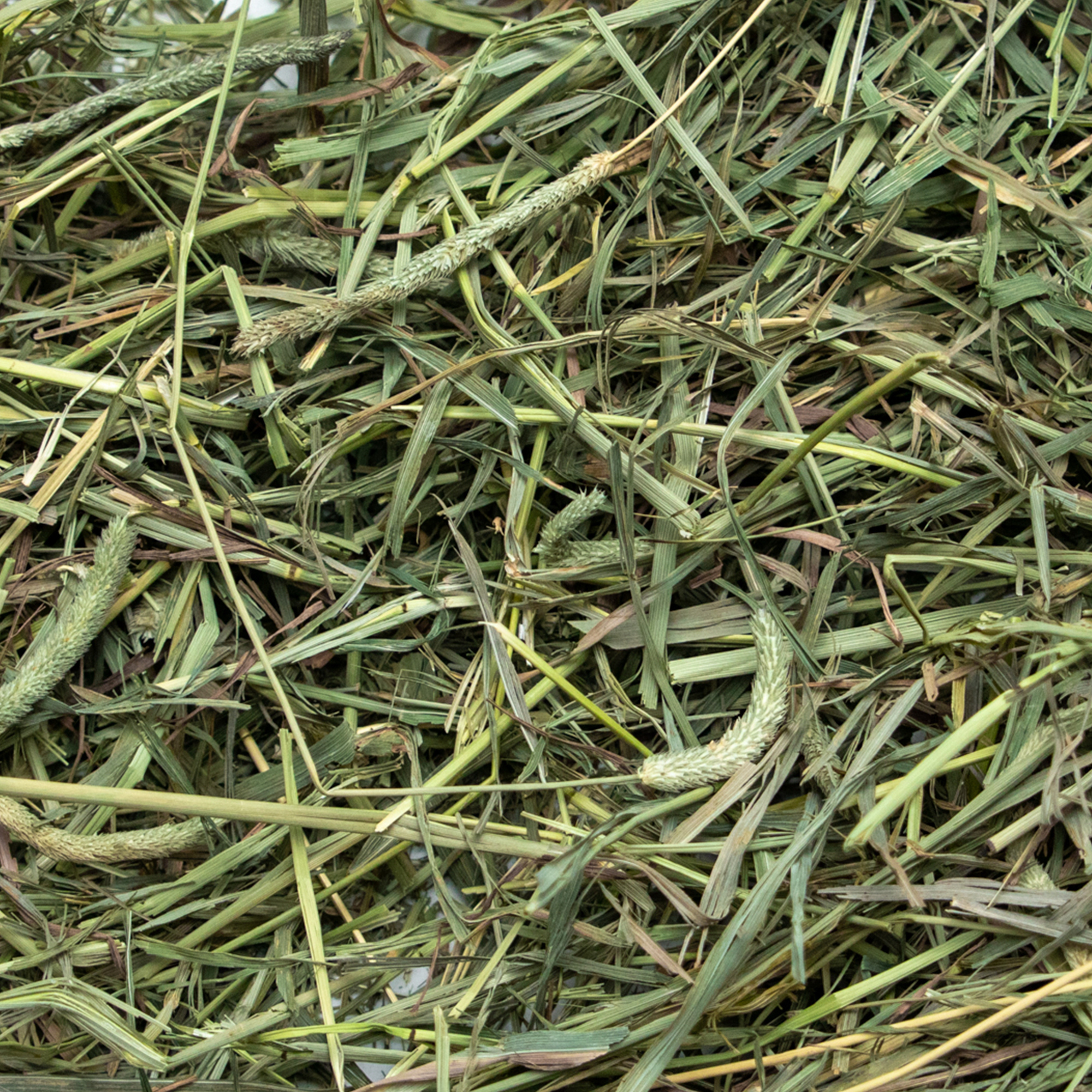Rabbit Hole Hay, Inc. ChatGPT ad — Find the Right Hay for Your Rabbit