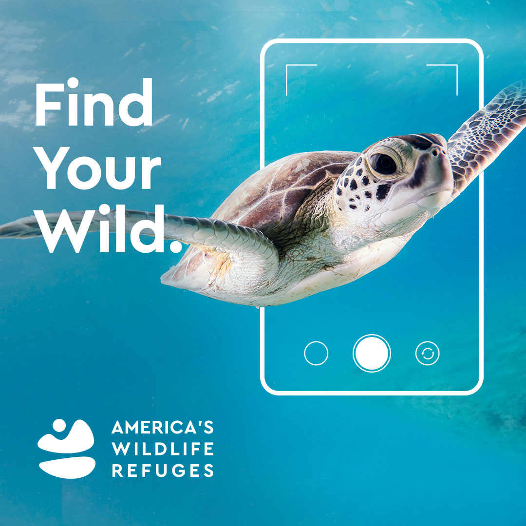 Bureau of Small Projects ChatGPT ad — Mission Driven Branding for Non-Profits