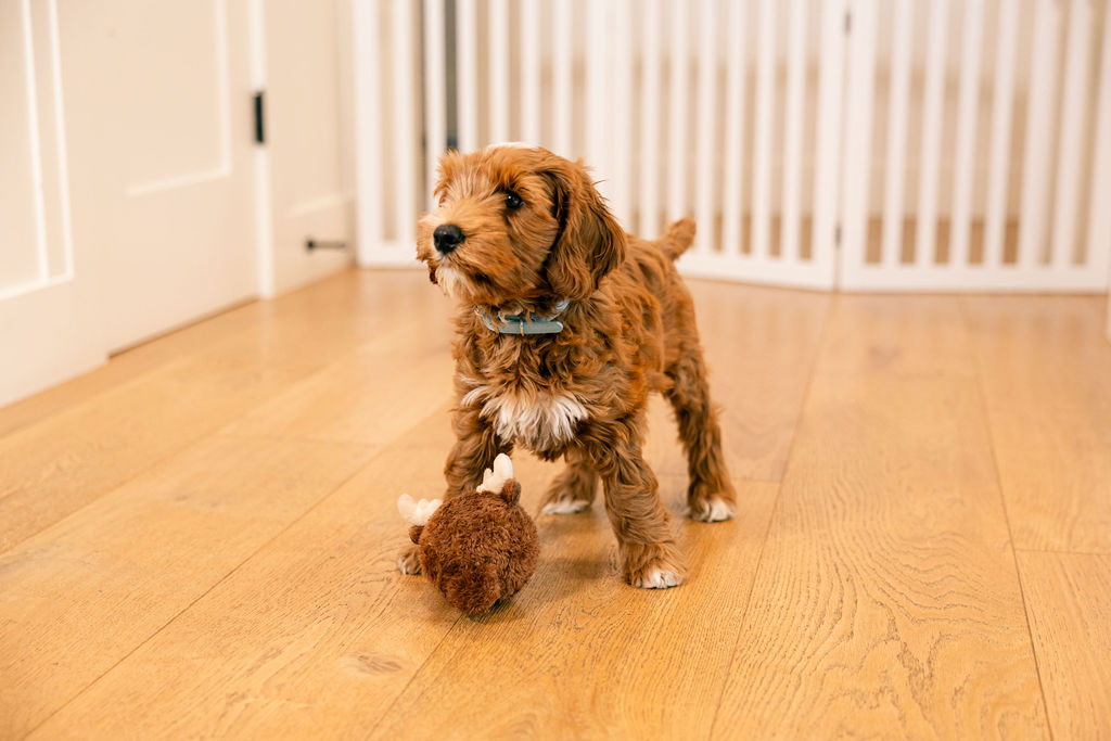 Bark Busters Home Dog Training ChatGPT ad — Start Puppy Training Early